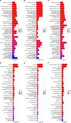 Utilizing the codon adaptation index to evaluate the susceptibility to HIV-1 and SARS-CoV-2 related coronaviruses in possible target cells in humans